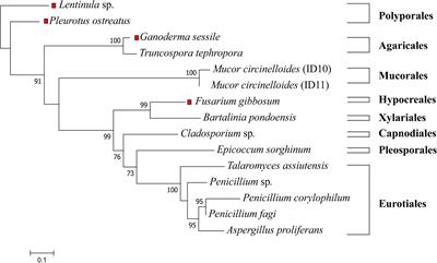 Oxic and Anoxic Organic Polymer Degradation Potential of Endophytic Fungi From the Marine Macroalga, Ecklonia radiata